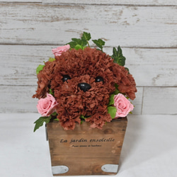 再販★フラワーペット【トイプードル】プリザーブドフラワー 犬 花 カーネーション 母の日 誕生日 送別品 お祝い お供え 7枚目の画像