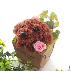 再販★フラワーペット【トイプードル】プリザーブドフラワー 犬 花 カーネーション 母の日 誕生日 送別品 お祝い お供え 5枚目の画像