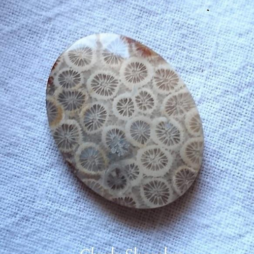 珊瑚まとめ yo-sh-0292_1.jpg