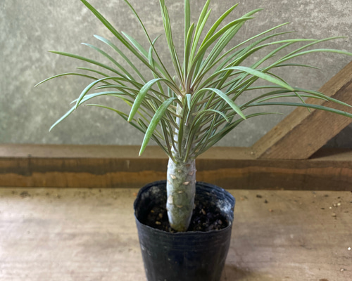 05b0df02d78c64290922ea6050ac71