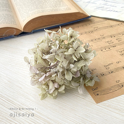 ピラミッドあじさい　オレガノパープル　こわけ　【 プリザーブドフラワー 】 紫陽花　アジサイ 1枚目の画像