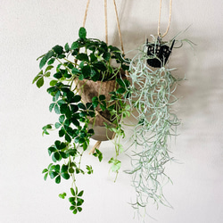 ドラセナ(3本立ち) 93.ドラセナ・ホワイトストライプ✴︎豪華3本立ちです✴︎ その他