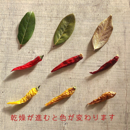 唐辛子リース Mサイズ インテリア お正月飾り リース ネコファーム