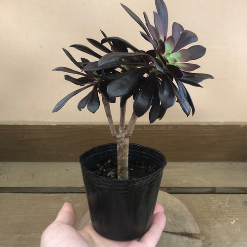 多肉植物 アエオニウム 黒法師 多肉植物 plant life 通販