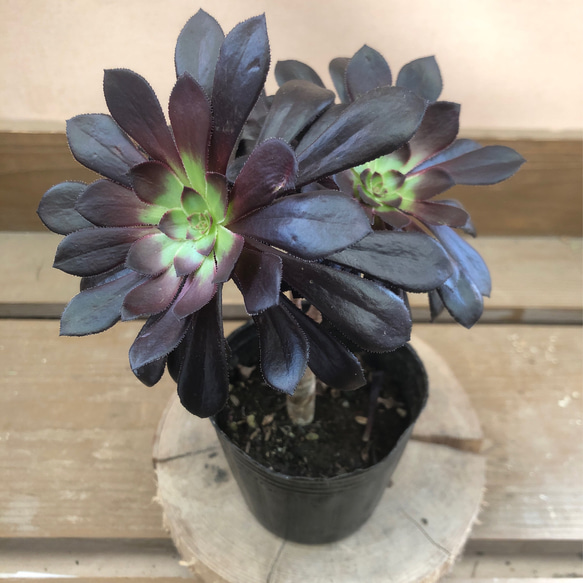 多肉植物 アエオニウム 黒法師 多肉植物 plant life 通販