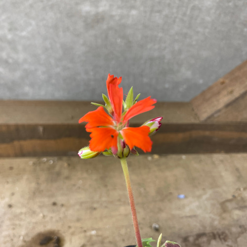 もみじ 花苗 もみじ葉ゼラニウム 2ポットset アートフラワー plant life