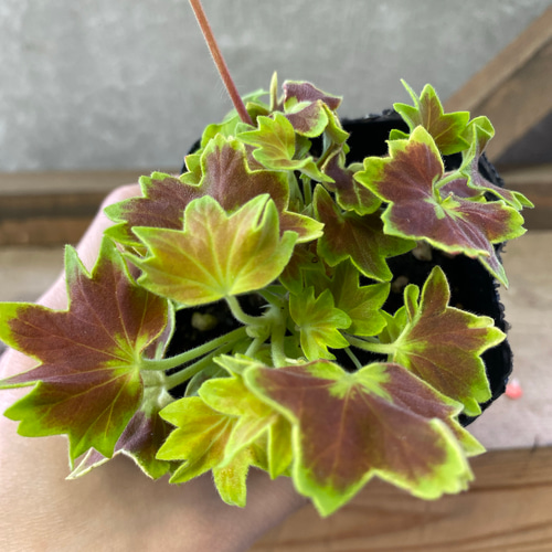 花苗 もみじ葉ゼラニウム 2ポットset アートフラワー plant life
