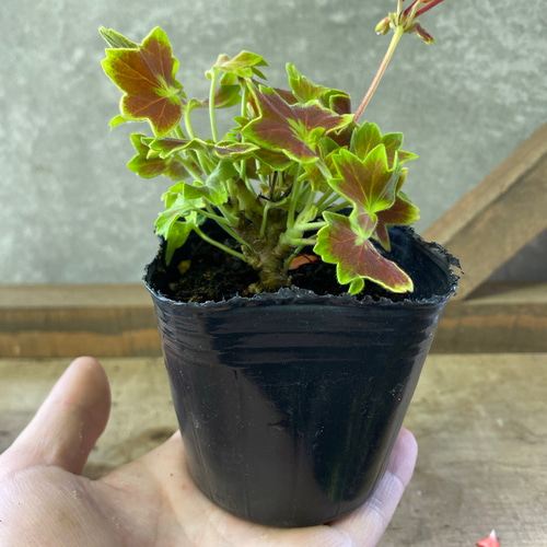 花苗 もみじ葉ゼラニウム 2ポットset アートフラワー plant life