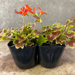 もみじ 花苗 もみじ葉ゼラニウム 2ポットset アートフラワー plant life