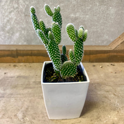 バニーカクタス』かわいい☆サボテン☆うさぎの耳☆プレゼント