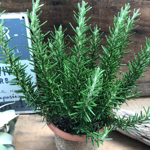 ローズマリー ローズマリー♡ポットごと♡ハーブ♡マリンブルー♡ガーデニング