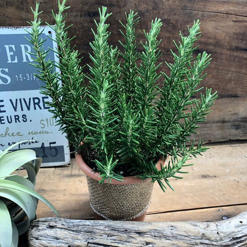 ローズマリー ローズマリー♡ポットごと♡ハーブ♡マリンブルー♡ガーデニング