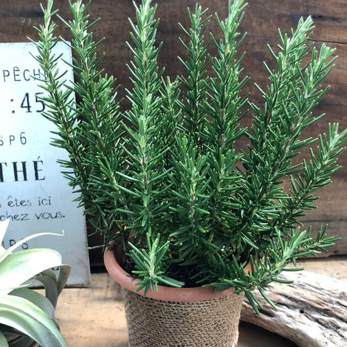 ローズマリー 100 ROSEMARY Rosmarinus Officinalis Herb Flower Seeds
