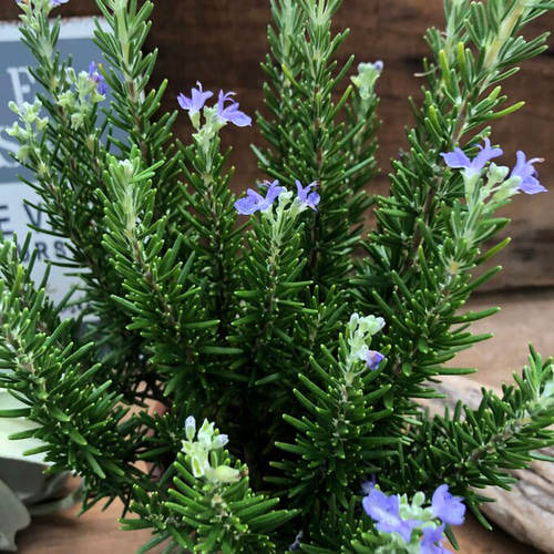 ローズマリー♡ポットごと♡ハーブ♡マリンブルー♡ガーデニング