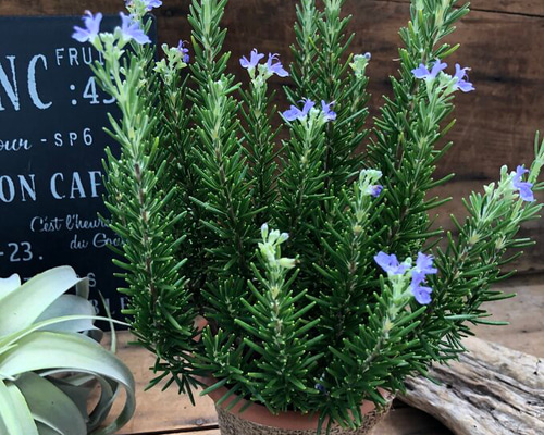 ★ローズマリーページ★ c257d98421c7cec30dc294a990f538