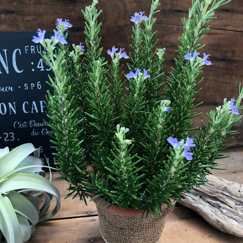 ローズマリー様 リクエスト 5点 まとめ商品 Marie様 リクエスト 5点 まとめ商品 まりー様 リクエスト 5点 まとめ