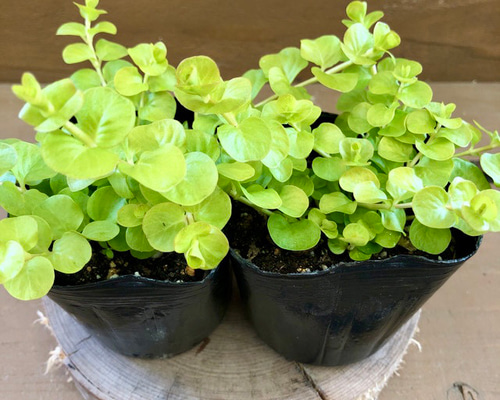 リシマキア ヌンムラリア オーレア 2ポットset アートフラワー plant