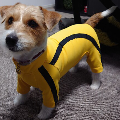 犬服・アクセサリー bluebleubleue38 ブルースリーみたいなお洋服(お写真が届きました）5号 ペット服