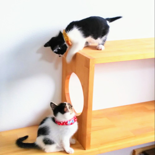 ユニットボックスD ねこ穴対応 ねこ家具 キャットタワー 本棚・絵本棚