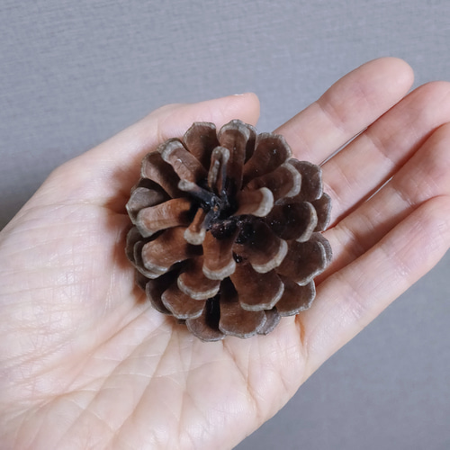 送料無料！！ 松ぼっくり 20個 (個数ご相談お受けします。) その他素材