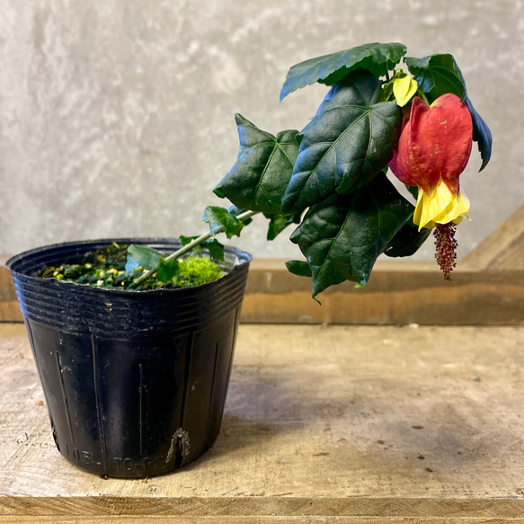 苗木 アブチロン（チロリンランプ） アートフラワー plant life 通販