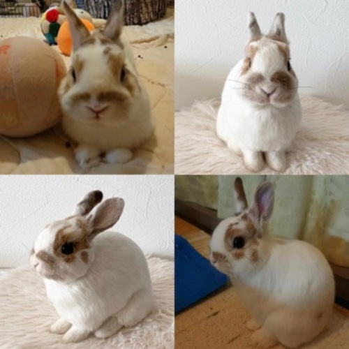 ハンドメイド ライオンラビットちゃん うさぎのぬいぐるみ