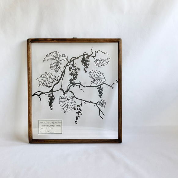 植物標本シリーズ】ヤマブドウの切り絵フレーム タペストリー・壁掛け