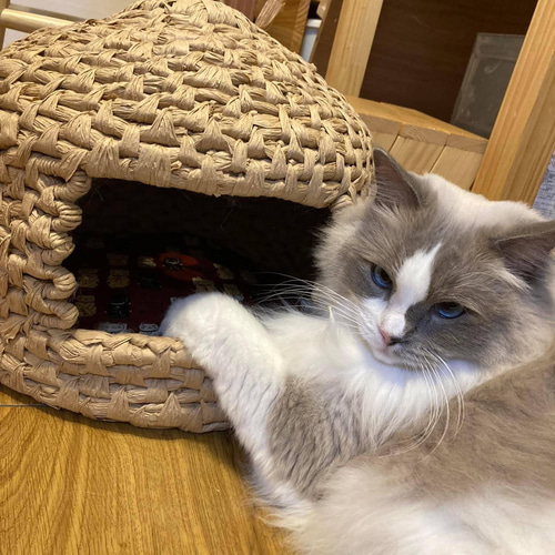 猫ちぐら クラフト紙製 おまけの座布団つき クッション・ベッド