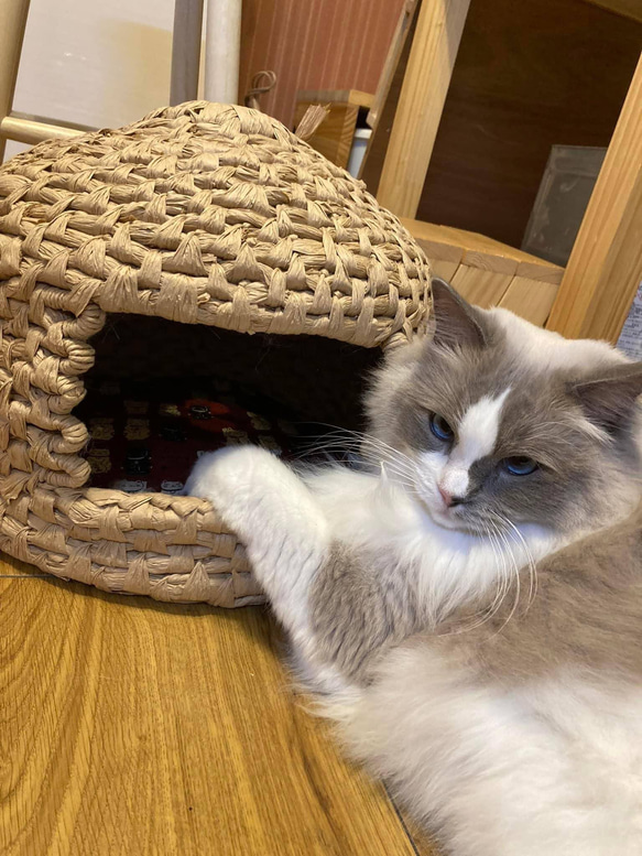 猫ちぐら クラフト紙製 おまけの座布団つき クッション・ベッド