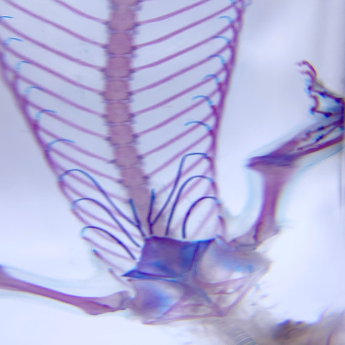 透明標本 ヒラオヤモリ（自切ver.） その他置物 透明標本Clair 通販