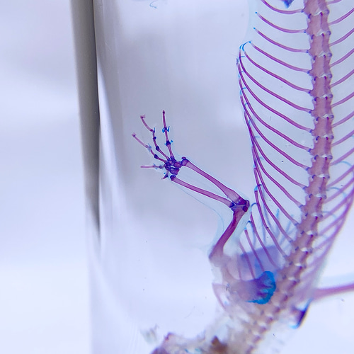 透明標本 ヒラオヤモリ（自切ver.） その他置物 透明標本Clair 通販