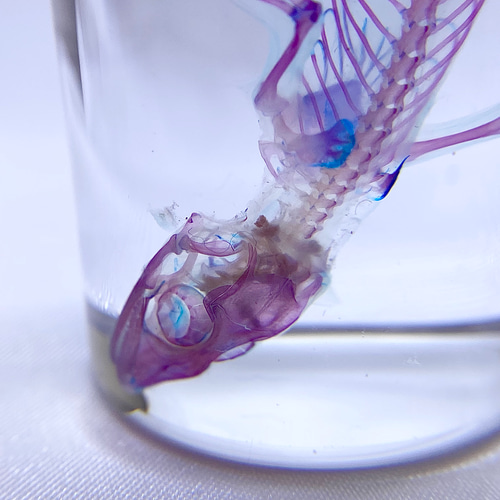 透明標本 ヒラオヤモリ（自切ver.） その他置物 透明標本Clair 通販