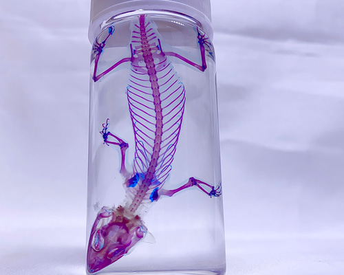 透明標本 ヒラオヤモリ（自切ver.） その他置物 透明標本Clair 通販