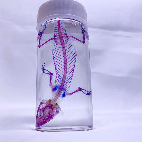 透明骨格標本　ヘラオヤモリ The transparent aquarium #9.5 ~ “Blue” --ヒラオヤモリ