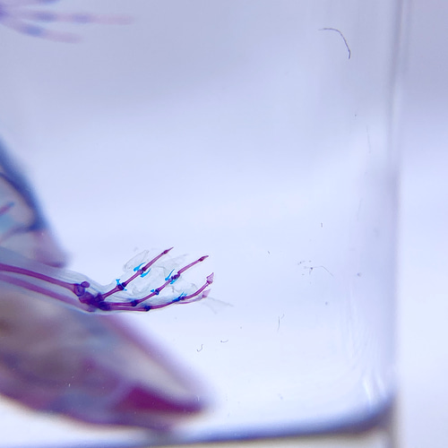 透明標本 ヒラオヤモリ（自切ver.） その他置物 透明標本Clair 通販