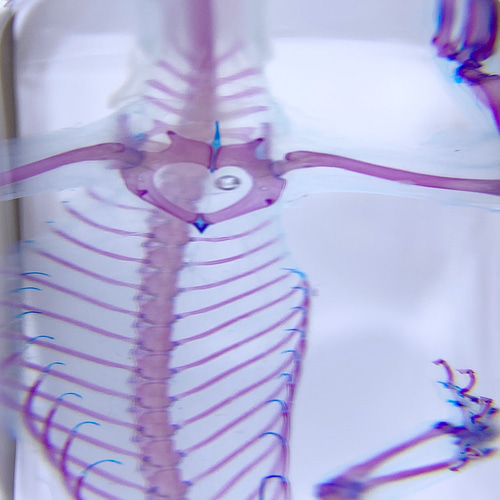 透明標本 ヒラオヤモリ（自切ver.） その他置物 透明標本Clair 通販