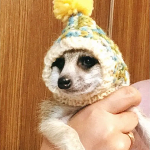 10/1♡わんちゃん♡ニット帽♡パネル♡ハンドメイド 大人気♪ 手編み◇ 犬 スヌード ◇ イタグレ チワワ 帽子 ウエア