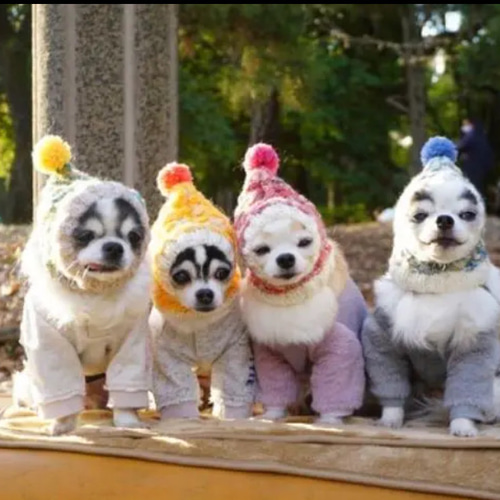 大人気♪ 手編み◇ 犬 スヌード ◇ イタグレ チワワ 帽子 ウエア