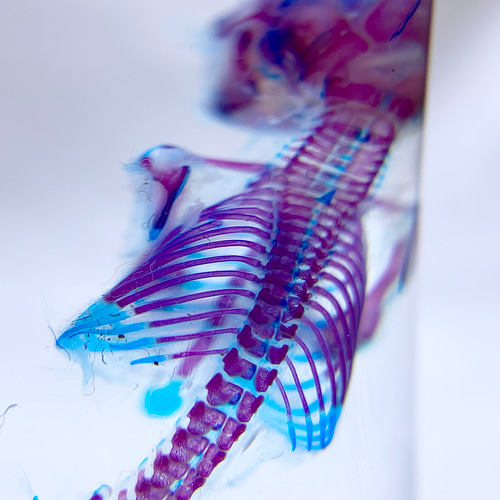 透明標本 ハツカネズミ その他置物 透明標本Clair 通販 8497412