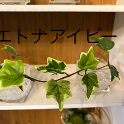 フェイクグリーン　glass cube マジカルウォーター　造花　人工観葉植物　アイビー　シュガーバイン　ユーカリ　 13枚目の画像