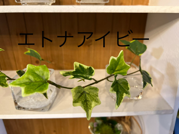 フェイクグリーン　glass cube マジカルウォーター　造花　人工観葉植物　アイビー　シュガーバイン　ユーカリ　 13枚目の画像