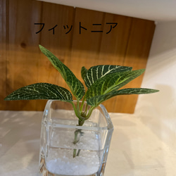 フェイクグリーン　glass cube マジカルウォーター　造花　人工観葉植物　アイビー　シュガーバイン　ユーカリ　 11枚目の画像