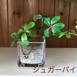 フェイクグリーン　glass cube マジカルウォーター　造花　人工観葉植物　アイビー　シュガーバイン　ユーカリ　 7枚目の画像