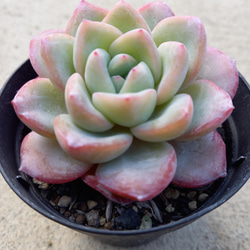 ラウイ エケベリア 超美苗 大苗大株 激レア高級多肉植物 人気韓国苗