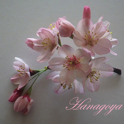 リアル桜！江戸彼岸桜のコサージュ（染井吉野ファミリィーより） 7枚目の画像