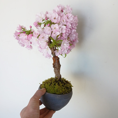 徒歩0分のお花見楽しめます！【八重咲の桜 旭山桜の盆栽（焼締鉢