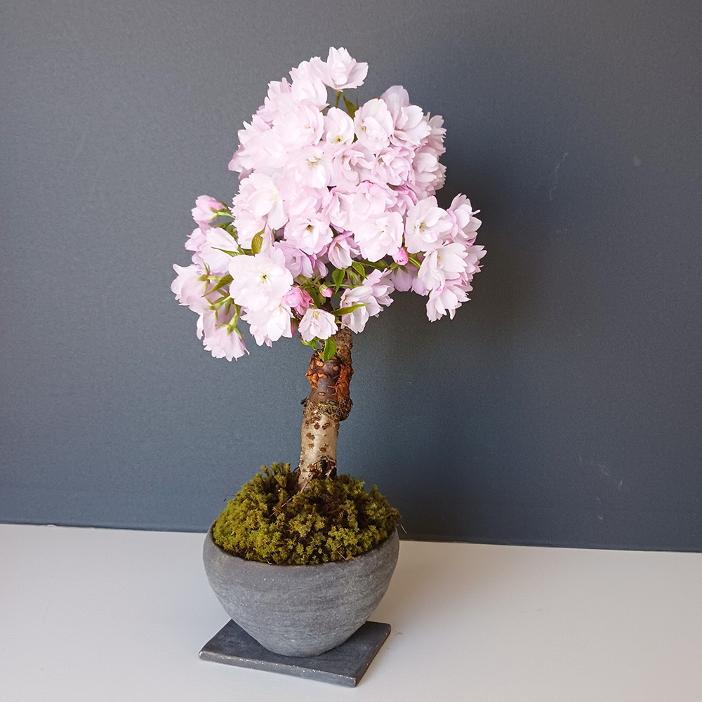 徒歩０分のお花見楽しめます！【八重咲の桜　旭山桜の盆栽（焼締鉢）・下皿セット】