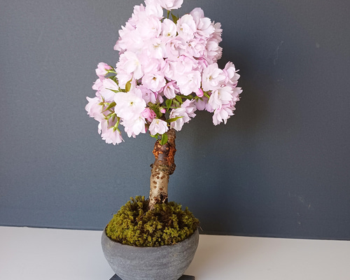 徒歩0分のお花見楽しめます！【八重咲の桜 旭山桜の盆栽（焼締鉢