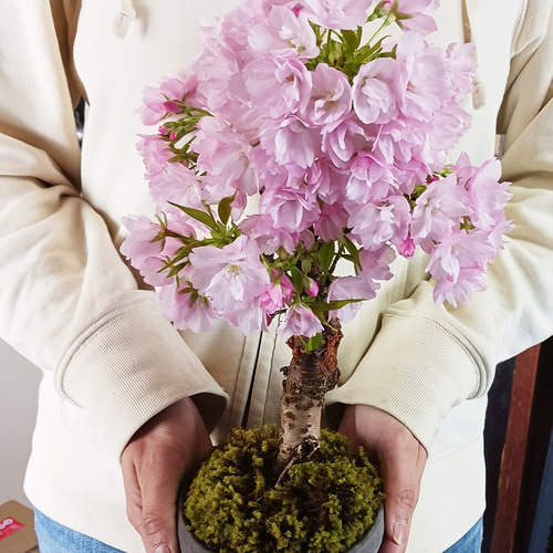 徒歩0分のお花見楽しめます！【八重咲の桜 旭山桜の盆栽（焼締鉢