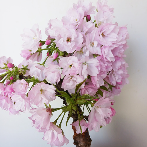 徒歩0分のお花見楽しめます！【八重咲の桜 旭山桜の盆栽（焼締鉢